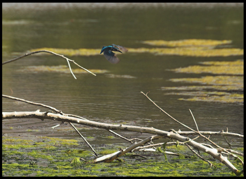 kingfisher-flying-Crete-sep