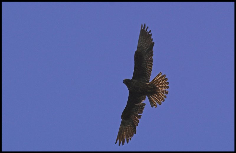 Eleonoras falcon 3 Crete sept-07