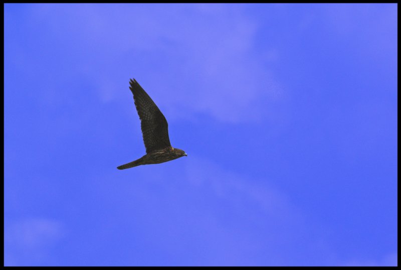 Eleonoras falcon Crete sept-07