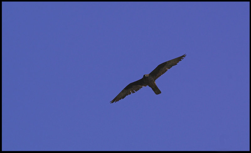 Eleonoras falcon 4 Crete sept-07