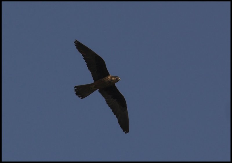 Eleonoras falcon 2 Crete sept-07