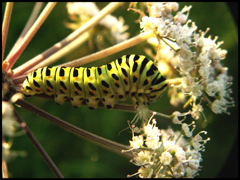 Swallowtail caterpillar - ngermanland 06
