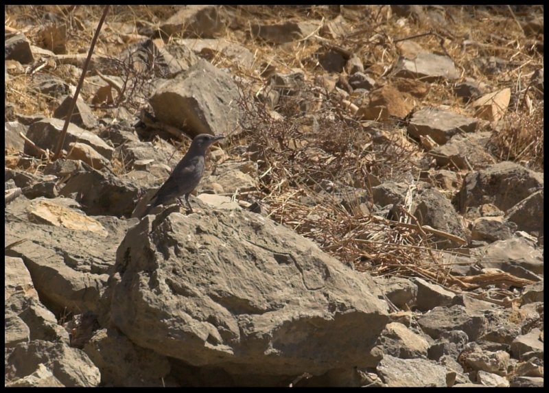 Blue Rock-Thrush - Crete sept 07
