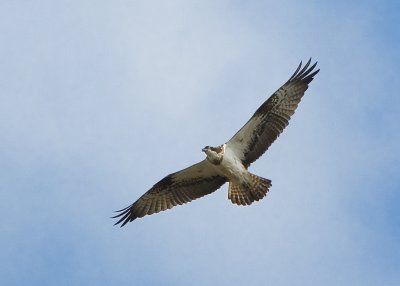 g3/60/809460/3/124017167.zRF5EOGW.jpg