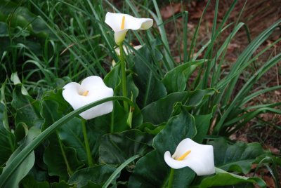 ARUM LILY