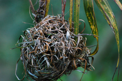 NEST OF A WEAVERBIRD