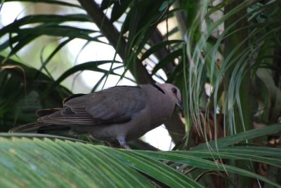 RED EYED DOVE