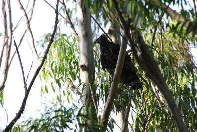 AFRICAN CROWNED EAGLE IN FRONT OF OUR ROOM 2