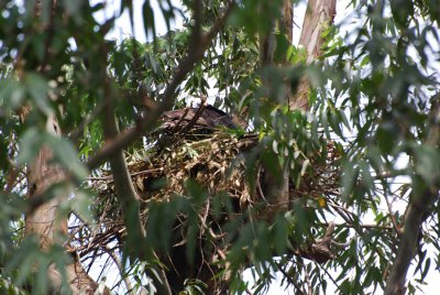 NEST OF THE AFRICAN CROWNED EAGLE