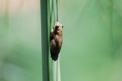 LITTLE FROG