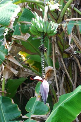 FLOWERING BANANA