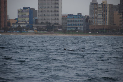 BOTTLENOSE DOLPHINS 1