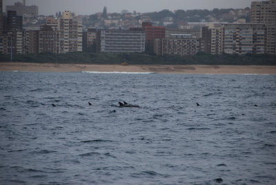 BOTTLENOSE DOLPHINS 2
