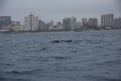 BOTTLENOSE DOLPHINS 3