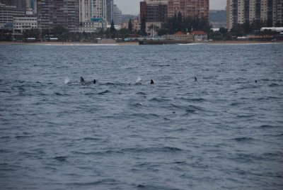 BOTTLENOSE DOLPHINS 4