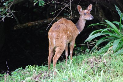 BUSHBUCK
