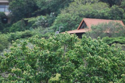 BLACK-HEADED HERON IN FRONT OF ZIMBALI
