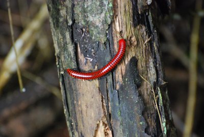 RED WITH A LOT OF LEGS