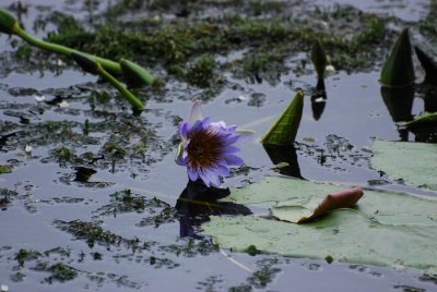 WATER LILY