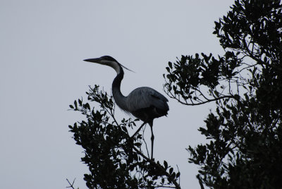 BLACK HEADED HERON