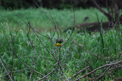 WEAVER ON THE NEST