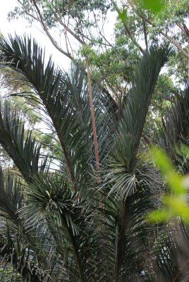 A PALM GET A NEW LEAFE