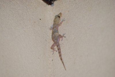 GECKO ON THE WALL