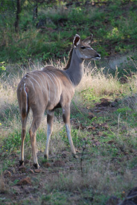 KUDU