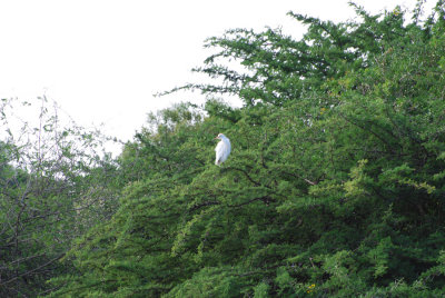 EGRET IN THE TREE