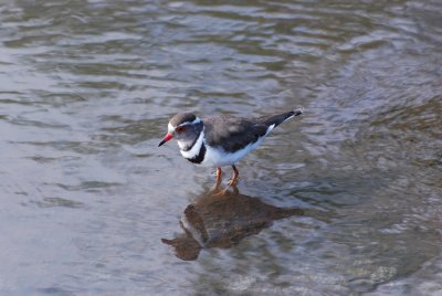 PLOVER