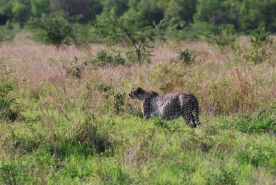 PREGNANT CHEETAH