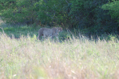 CHEETAH