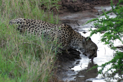 DRINKING CHEETAH