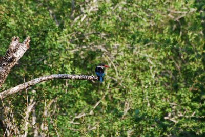 BROWN-HOODED KINGFISHER