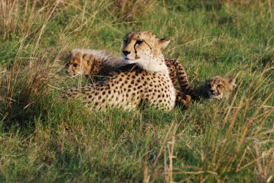 CHEETAH WITH CUBS