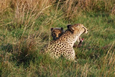 CHEETAH WITH CUBS