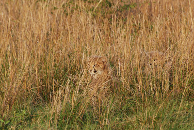 CHEETAH WITH CUBS