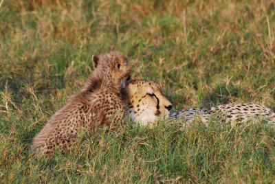 CHEETAH WITH CUBS