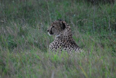 MALE CHEETAH