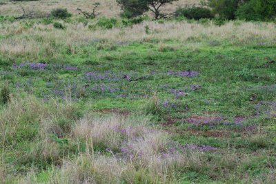 FLOWERING FIELD