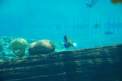 FISH
