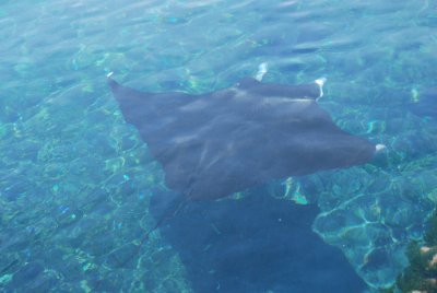 MANTA