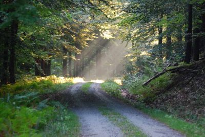 IMPRESIONS IN THE FOREST