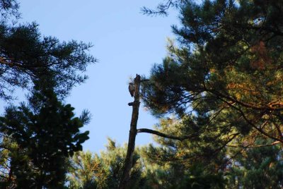 WOODPECKER