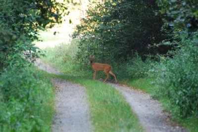 DEER ON THE WAY