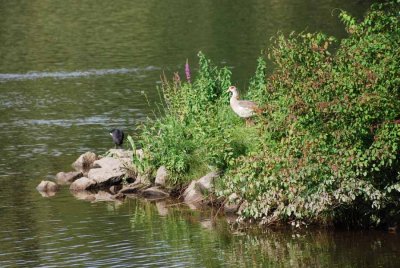 GOOSE