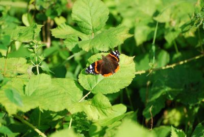 BUTTERFLY