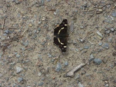 BUTTERFLY