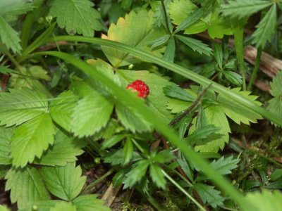 WILD STRAWBERRY