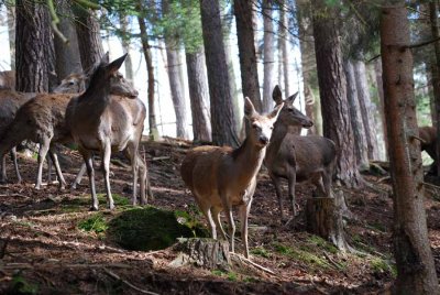 RED DEER FEMALE